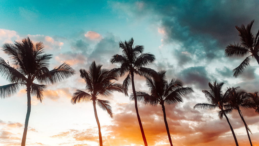 MainRoad Studio - Sunset Palmtrees Hawai'i