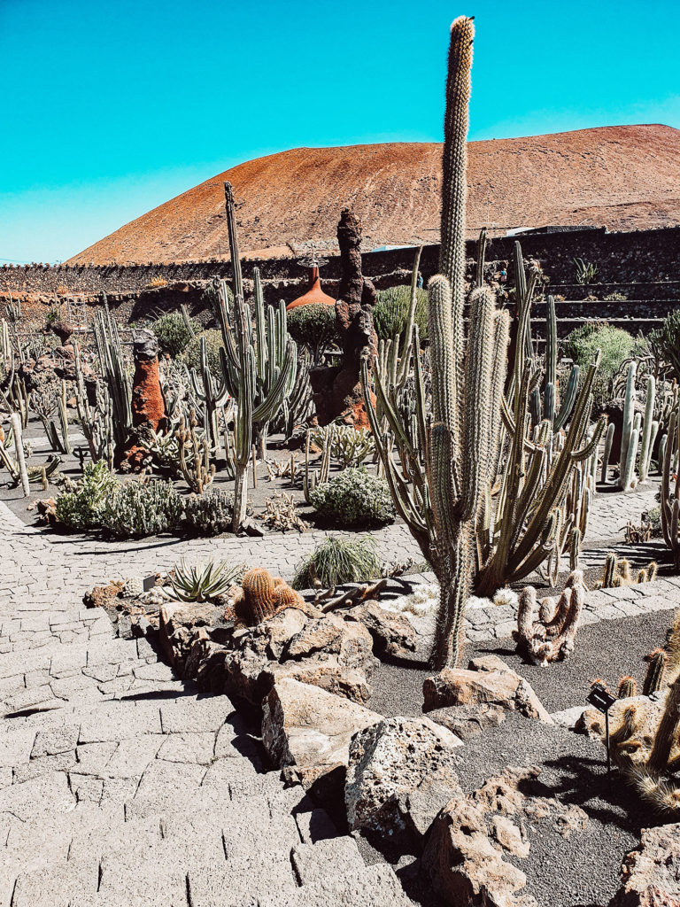 MainRoad Studio - Lanzarote - Jardin de cactus 5