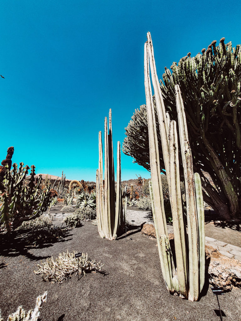 MainRoad Studio - Lanzarote - Jardin de cactus 4